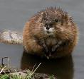 Muskrat